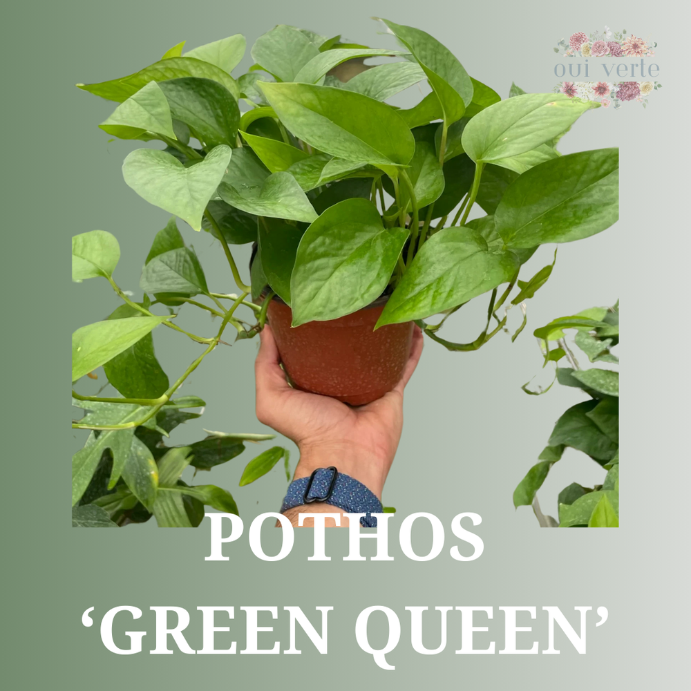 Pothos 'Green Queen'