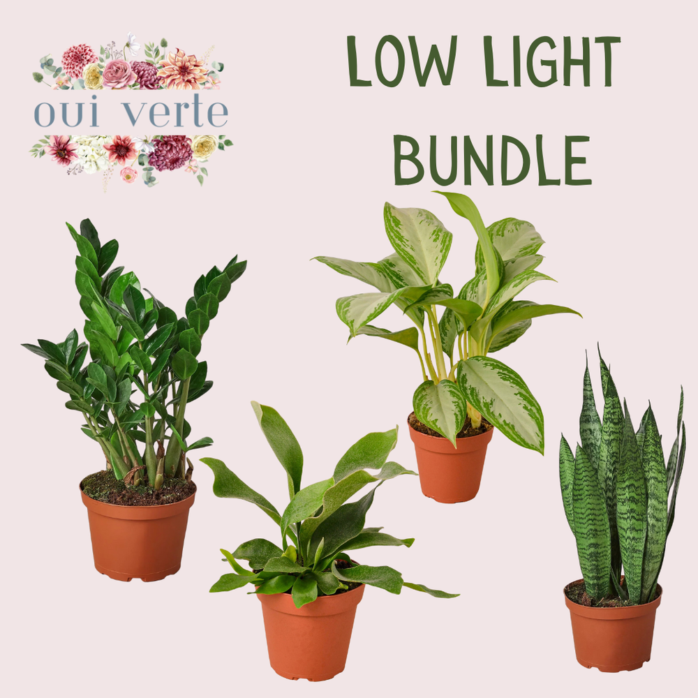 Low Light Bundle - Indoor Plant Bundle - Low Bundle - Houseplant