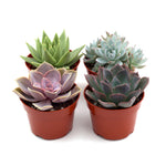 Rosette Succulent Bundle - Variety Packs